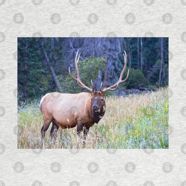 Bull Elk by valentina9